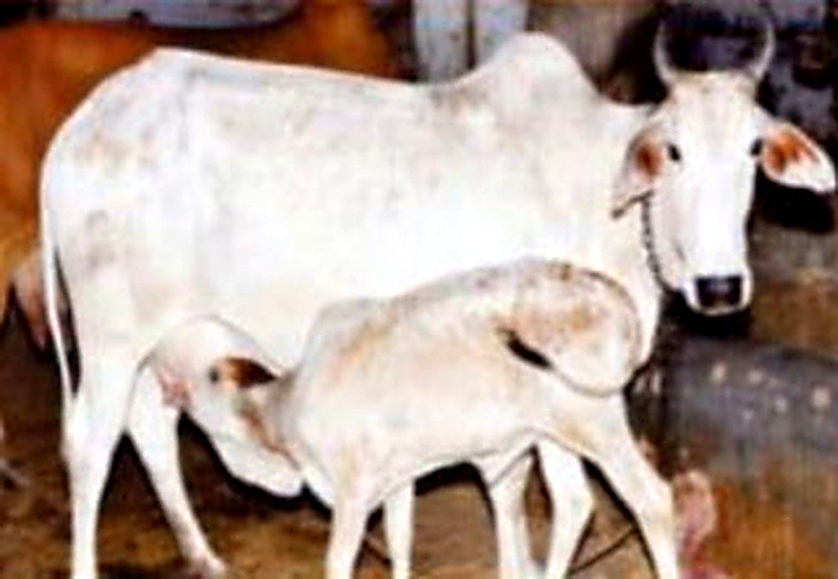 Gau Gram Yojana